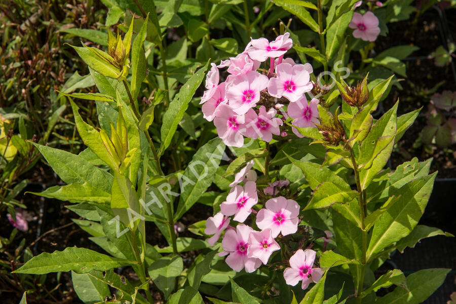 Plamenka latnatá 'Sweet Summer Soft Pink' - Phlox paniculata 'Sweet Summer Soft Pink'