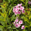 Plamenka latnatá 'Sweet Summer Soft Pink' - Phlox paniculata 'Sweet Summer Soft Pink'