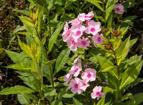 Plamenka latnatá 'Sweet Summer Soft Pink' - Phlox paniculata 'Sweet Summer Soft Pink'