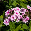 Plamenka latnatá 'Sweet Summer Soft Pink' - Phlox paniculata 'Sweet Summer Soft Pink'