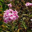 Plamenka latnatá 'Sweet Summer Soft Pink' - Phlox paniculata 'Sweet Summer Soft Pink'