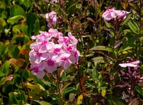 Plamenka latnatá 'Sweet Summer Soft Pink' - Phlox paniculata 'Sweet Summer Soft Pink'