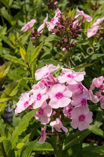 Plamenka latnatá 'Sweet Summer Soft Pink' - Phlox paniculata 'Sweet Summer Soft Pink'