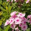 Plamenka latnatá 'Sweet Summer Soft Pink' - Phlox paniculata 'Sweet Summer Soft Pink'