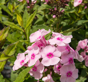 Plamenka latnatá 'Sweet Summer Soft Pink' - Phlox paniculata 'Sweet Summer Soft Pink'