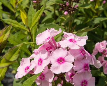 Plamenka latnatá 'Sweet Summer Soft Pink'