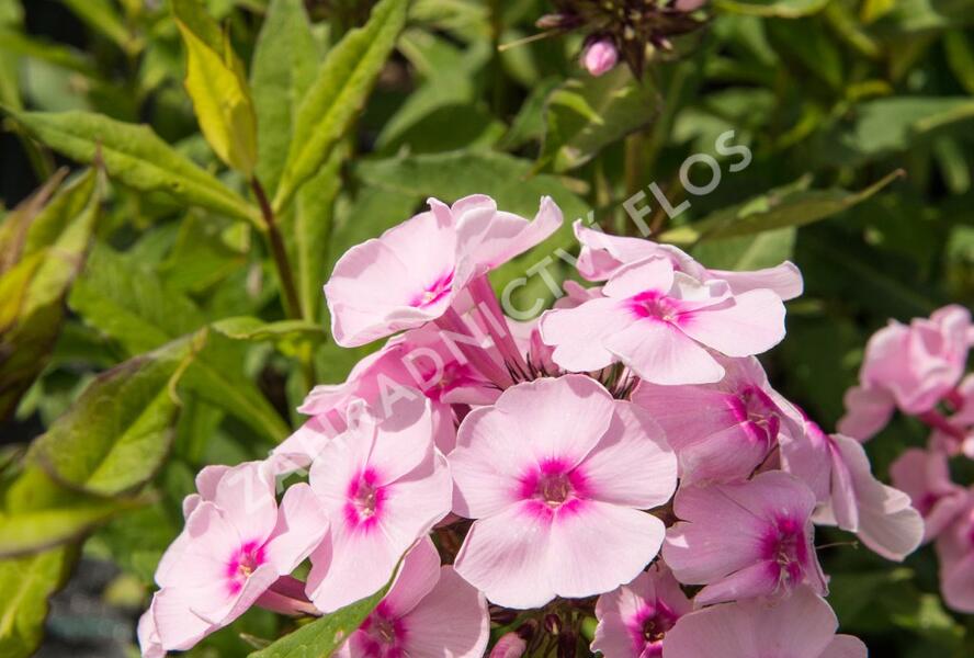 Plamenka latnatá 'Sweet Summer Soft Pink' - Phlox paniculata 'Sweet Summer Soft Pink'