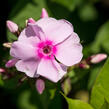 Plamenka latnatá 'Sweet Summer Soft Pink' - Phlox paniculata 'Sweet Summer Soft Pink'