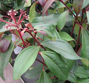 Kalina Davidova 'Angustifolia' - Viburnum davidii 'Angustifolia'