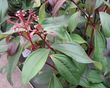 Kalina Davidova 'Angustifolia'