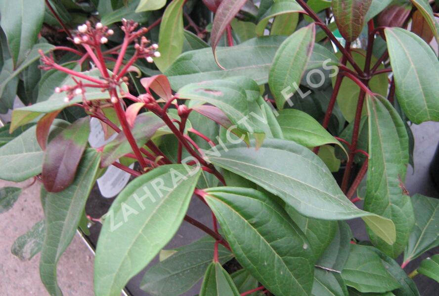 Kalina Davidova 'Angustifolia' - Viburnum davidii 'Angustifolia'