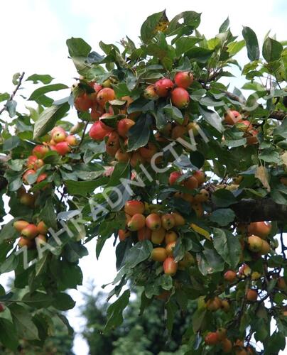 Jabloň okrasná 'John Downie' - Malus 'John Downie'