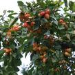 Jabloň okrasná 'John Downie' - Malus 'John Downie'