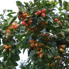 Okrasná jabloň 'John Downie' - Malus 'John Downie'