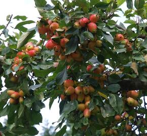 Jabloň okrasná 'John Downie' - Malus 'John Downie'