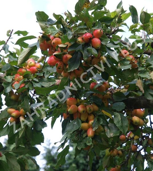 Jabloň okrasná 'John Downie' - Malus 'John Downie'