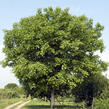 Ořešák vlašský (královský) - Juglans regia