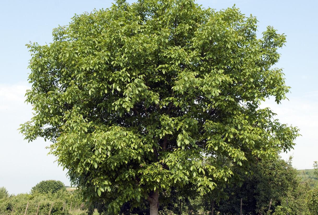 Ořešák vlašský (královský) - Juglans regia