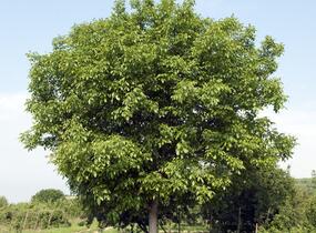 Ořešák vlašský (královský) - Juglans regia