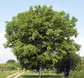 Ořešák vlašský (královský) - Juglans regia