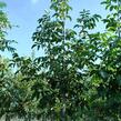 Ořešák vlašský (královský) - Juglans regia