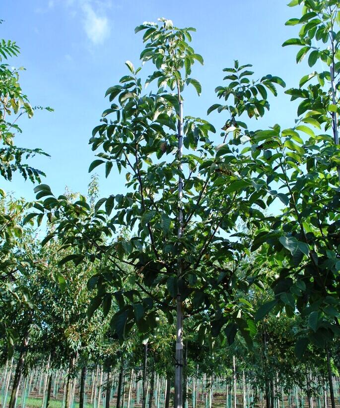 Ořešák vlašský (královský) - Juglans regia
