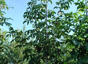 Ořešák vlašský (královský) - Juglans regia