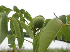 Ořešák vlašský (královský) - Juglans regia