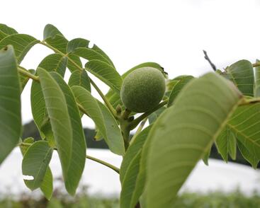 Ořešák vlašský (královský)