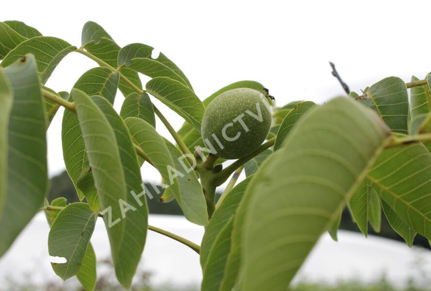 Ořešák vlašský (královský) - Juglans regia