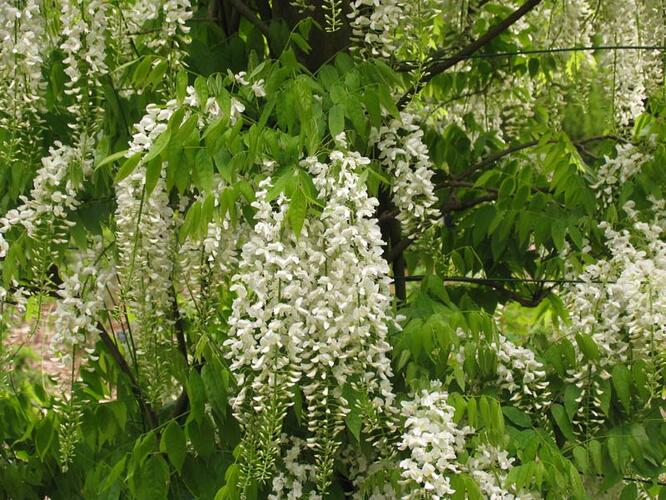 Vistárie čínská 'Alba' - Wisteria sinensis 'Alba'