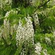 Vistárie čínská 'Alba' - Wisteria sinensis 'Alba'