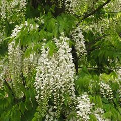 Vistárie čínská 'Alba' - Wisteria sinensis 'Alba'