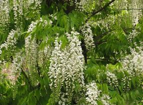 Vistárie čínská 'Alba' - Wisteria sinensis 'Alba'