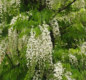 Vistárie čínská 'Alba' - Wisteria sinensis 'Alba'