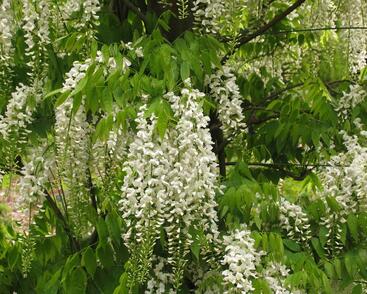 Vistárie čínská 'Alba'