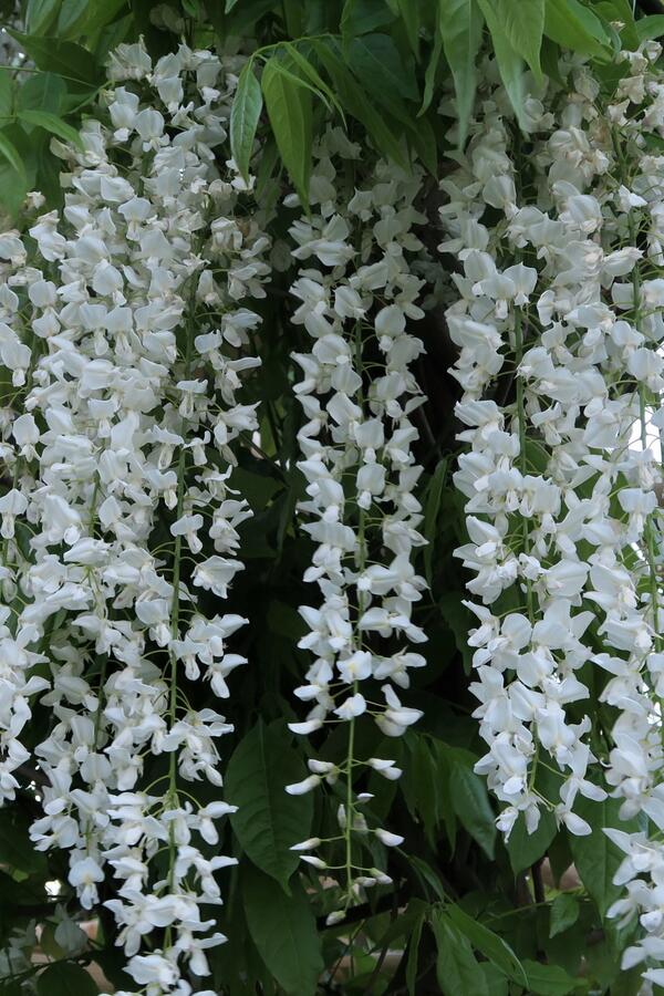 Vistárie čínská 'Alba' - Wisteria sinensis 'Alba'