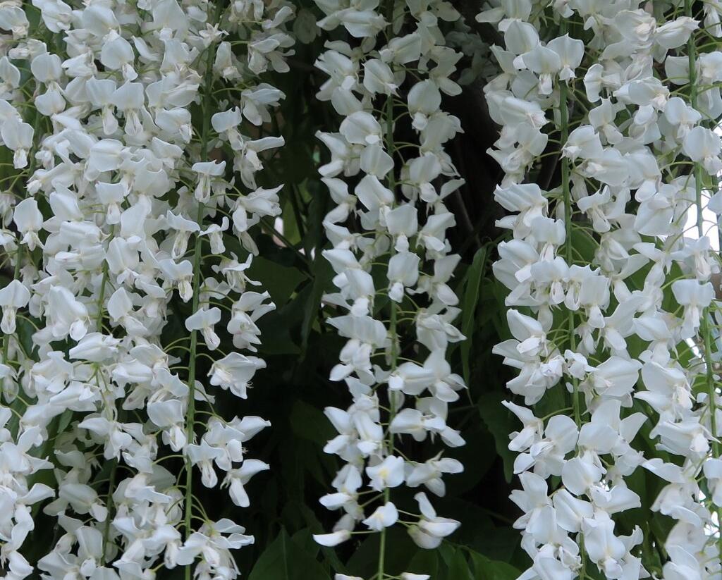 Vistárie čínská 'Alba' - Wisteria sinensis 'Alba'