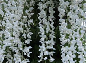 Vistárie čínská 'Alba' - Wisteria sinensis 'Alba'