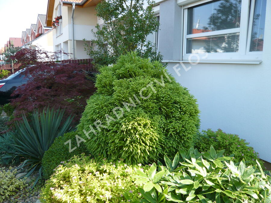 Kryptomérie japonská 'Globosa Nana' - Cryptomeria japonica 'Globosa Nana'