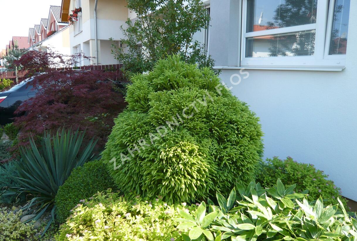 Kryptomérie japonská 'Globosa Nana' - Cryptomeria japonica 'Globosa Nana'