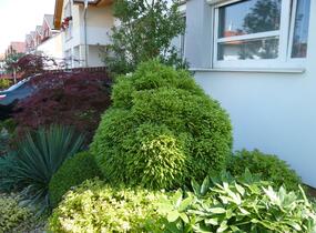 Kryptomérie japonská 'Globosa Nana' - Cryptomeria japonica 'Globosa Nana'