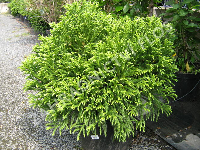 Kryptomérie japonská 'Globosa Nana' - Cryptomeria japonica 'Globosa Nana'