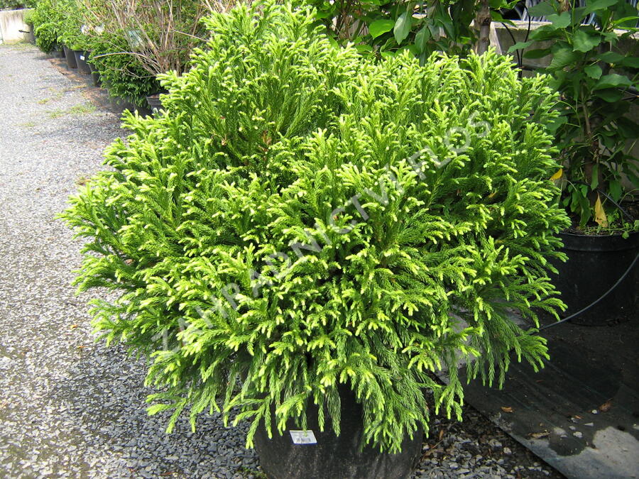 Kryptomérie japonská 'Globosa Nana' - Cryptomeria japonica 'Globosa Nana'