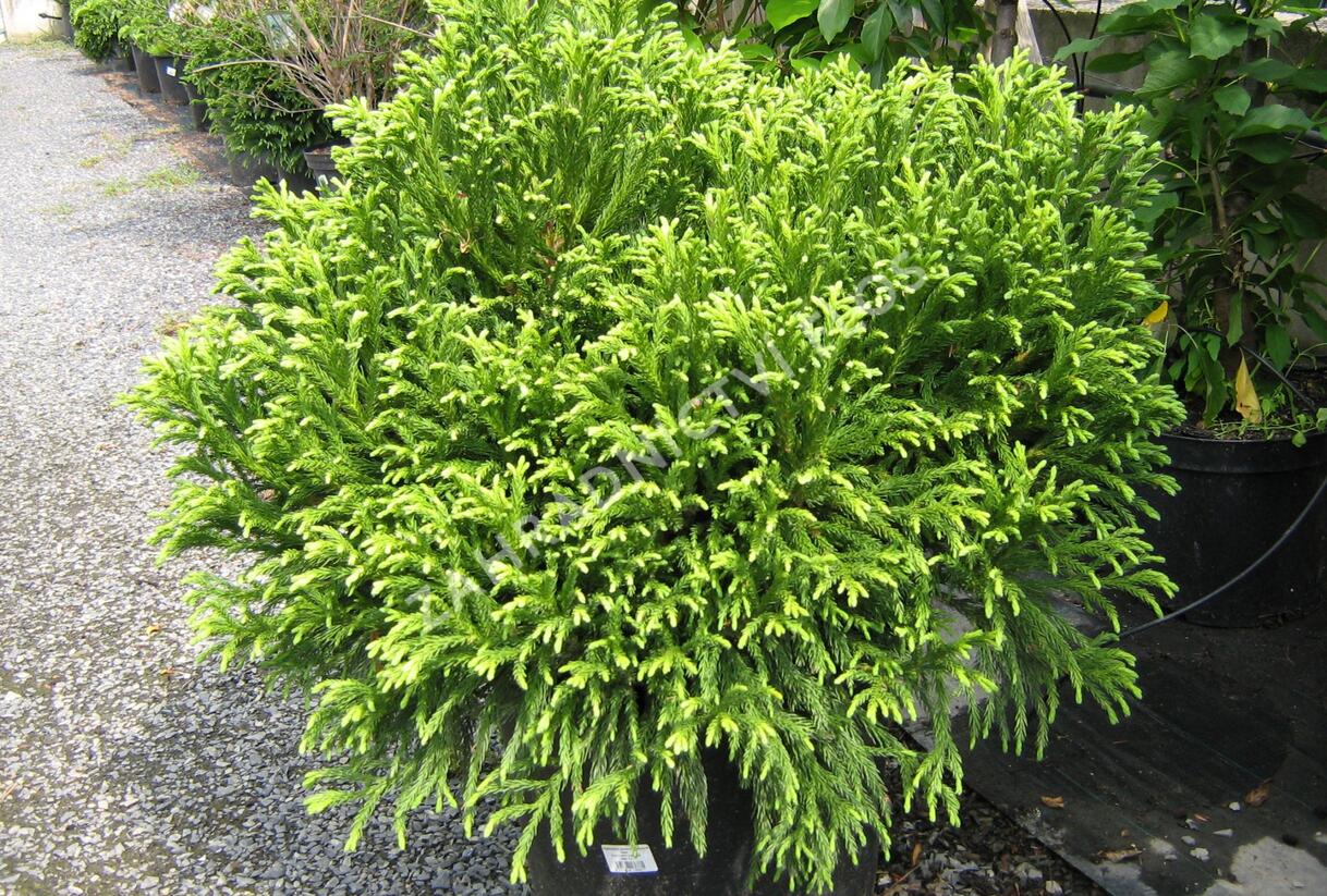 Kryptomérie japonská 'Globosa Nana' - Cryptomeria japonica 'Globosa Nana'
