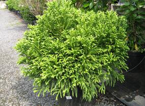 Kryptomérie japonská 'Globosa Nana' - Cryptomeria japonica 'Globosa Nana'