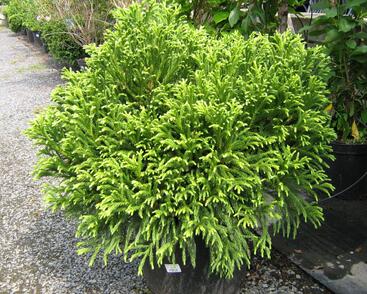 Kryptomérie japonská 'Globosa Nana'