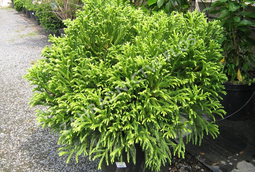 Kryptomérie japonská 'Globosa Nana' - Cryptomeria japonica 'Globosa Nana'