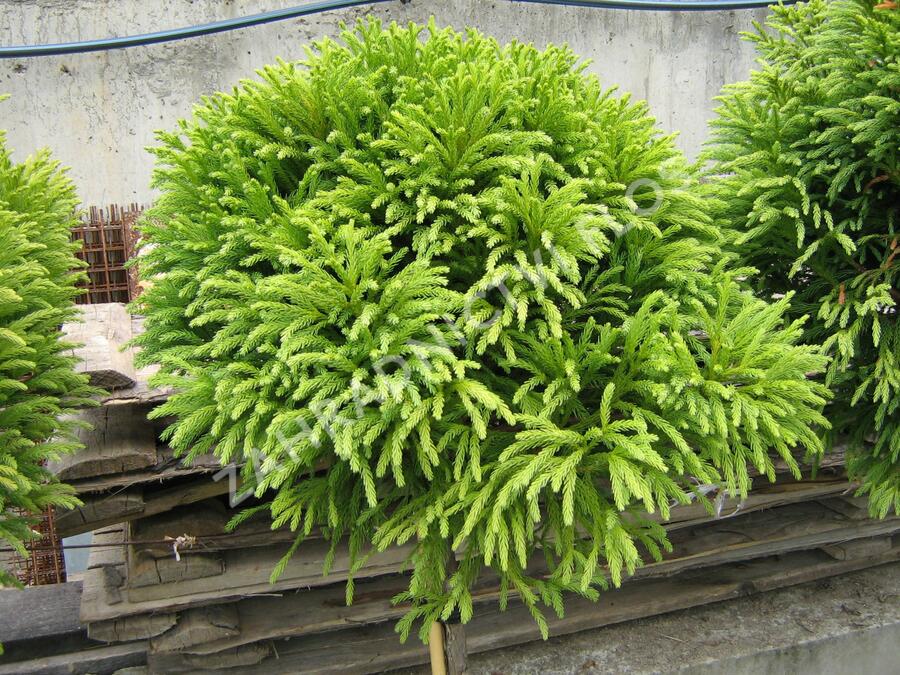 Kryptomérie japonská 'Globosa Nana' - Cryptomeria japonica 'Globosa Nana'