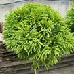 Kryptomérie japonská 'Globosa Nana' - Cryptomeria japonica 'Globosa Nana'